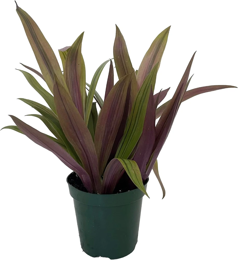 Moses in the Cradle Plant – Rhoeo spathacea discolor Live Plant – 4 inch Pot – Indoor Houseplant - Image 2