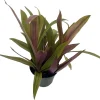 Moses in the Cradle Plant – Rhoeo spathacea discolor Live Plant – 4 inch Pot – Indoor Houseplant - Image 1