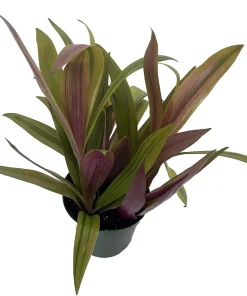 Moses in the Cradle Plant – Rhoeo spathacea discolor Live Plant – 4 inch Pot – Indoor Houseplant - Image 1