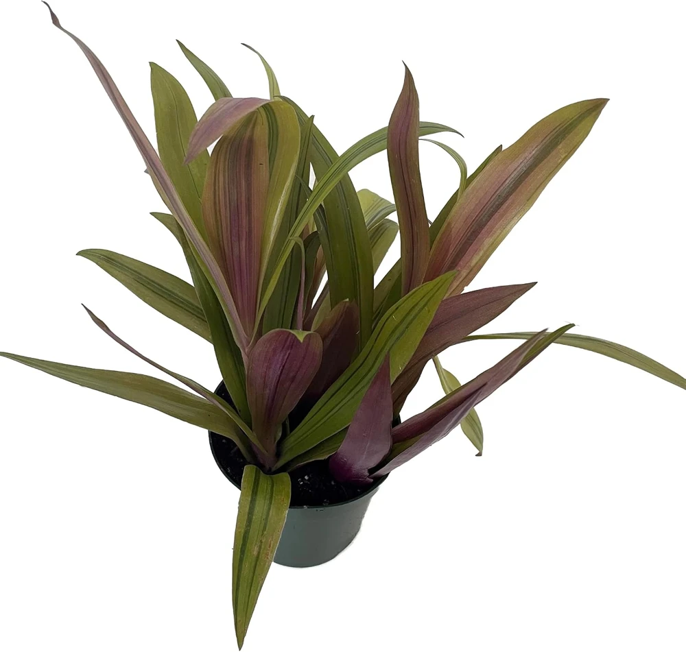 Moses in the Cradle Plant – Rhoeo spathacea discolor Live Plant – 4 inch Pot – Indoor Houseplant - Image 1