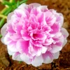 Moss Rose Purslane Seeds - Portulaca grandiflora Flowering Succulent - Many Seeds - Image 1