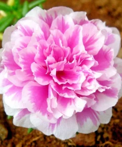 Moss Rose Purslane Seeds - Portulaca grandiflora Flowering Succulent - Many Seeds - Image 1