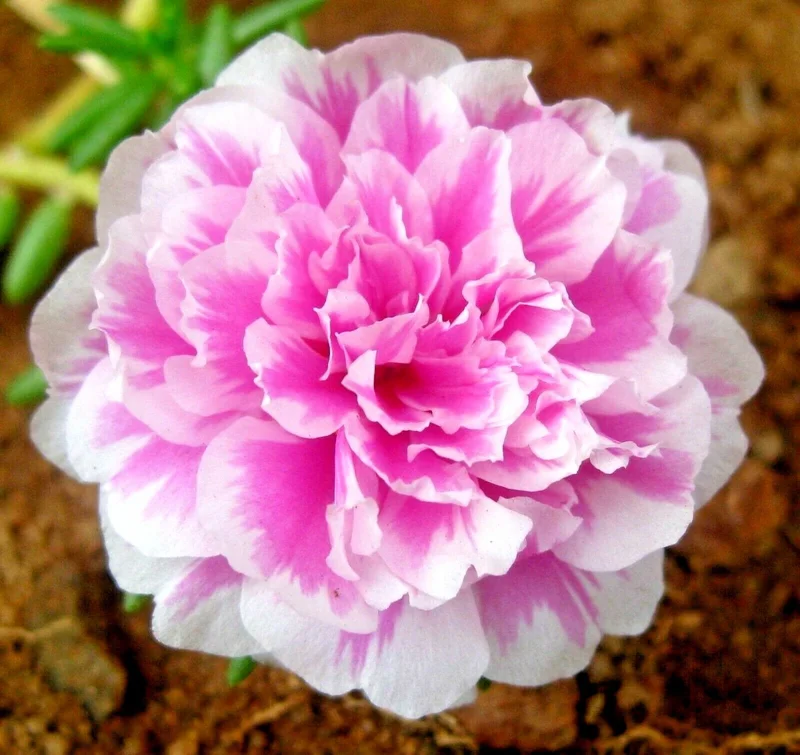 Moss Rose Purslane Seeds - Portulaca grandiflora Flowering Succulent - Many Seeds - Image 1