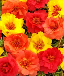 Moss Rose Purslane Seeds - Portulaca grandiflora Flowering Succulent - Many Seeds - Image 2