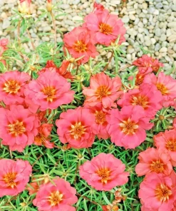 Moss Rose Purslane Seeds - Portulaca grandiflora Flowering Succulent - Many Seeds - Image 3