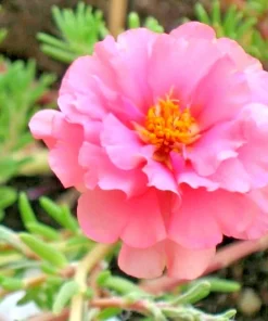 Moss Rose Purslane Seeds - Portulaca grandiflora Flowering Succulent - Many Seeds - Image 4