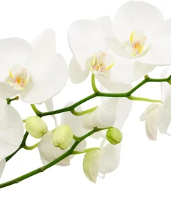 Moth Orchid Phalaenopsis Live Plant – 4" Pot – Easy Indoor Houseplant - Image 2