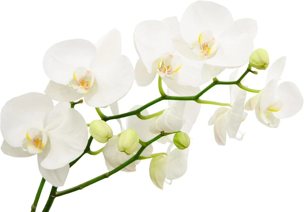 Moth Orchid Phalaenopsis Live Plant – 4" Pot – Easy Indoor Houseplant - Image 2