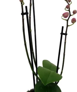 Moth Orchid Phalaenopsis Live Plant – 4