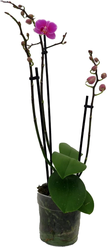 Moth Orchid Phalaenopsis Live Plant – 4" Pot – Easy Indoor Houseplant - Image 3
