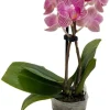 Moth Orchid Phalaenopsis Live Plant – 4" Pot – Easy Indoor Houseplant - Image 1