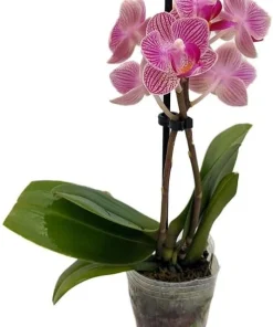 Moth Orchid Phalaenopsis Live Plant – 4
