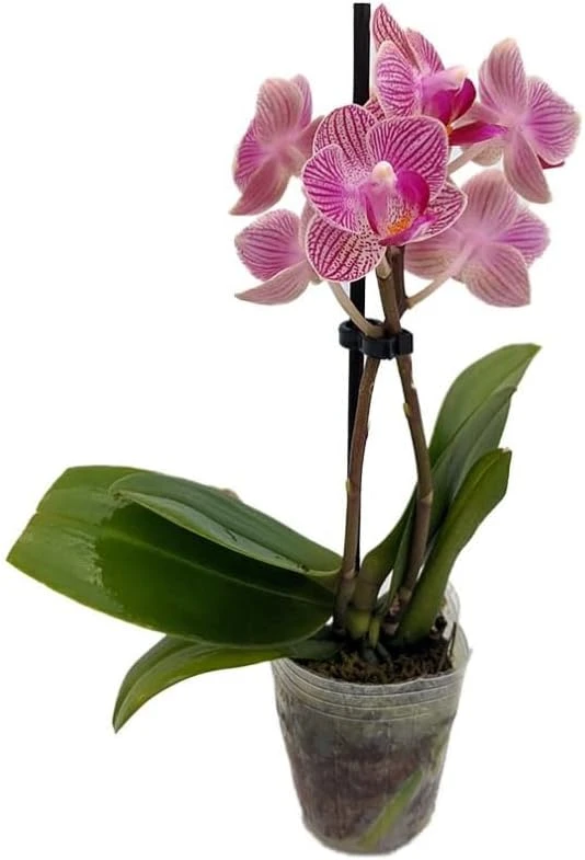 Moth Orchid Phalaenopsis Live Plant – 4" Pot – Easy Indoor Houseplant - Image 1