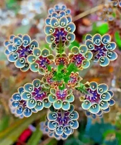 Mother of Millions Seeds (Kalanchoe tubiflora) - Drought Tolerant Succulent - 25 Seeds - Image 1