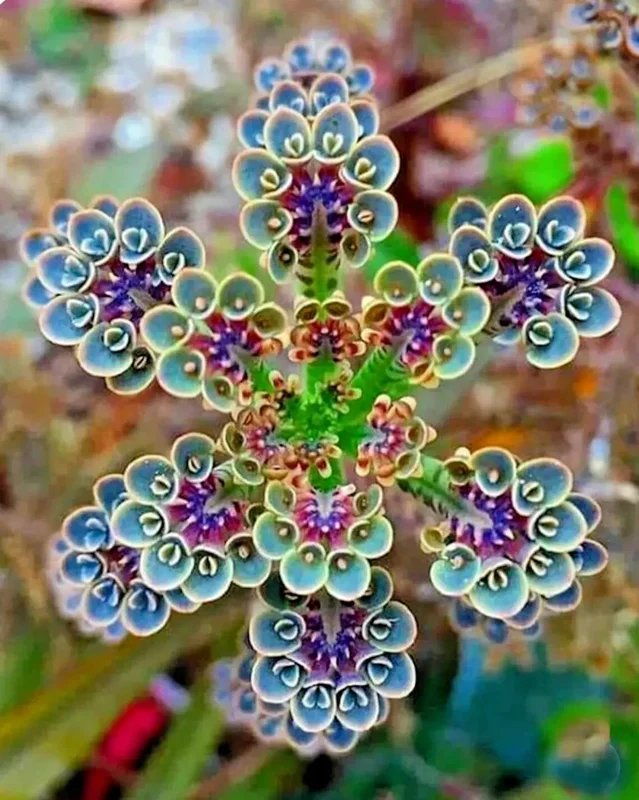 Mother of Millions Seeds (Kalanchoe tubiflora) - Drought Tolerant Succulent - 25 Seeds - Image 1