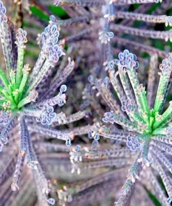 Mother of Millions Seeds (Kalanchoe tubiflora) - Drought Tolerant Succulent - 25 Seeds - Image 2