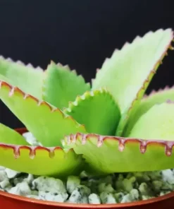 Mother of Thousands Kalanchoe daigremontiana Mexican Hat Succulent Seeds - 25 Seeds - Image 2