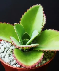 Mother of Thousands Kalanchoe daigremontiana Mexican Hat Succulent Seeds - 25 Seeds - Image 3