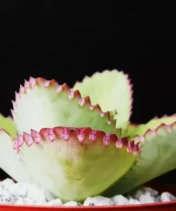 Mother of Thousands Kalanchoe daigremontiana Mexican Hat Succulent Seeds - 25 Seeds - Image 4