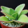 Mother of Thousands Kalanchoe daigremontiana Mexican Hat Succulent Seeds - 25 Seeds - Image 1