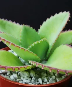 Mother of Thousands Kalanchoe daigremontiana Mexican Hat Succulent Seeds - 25 Seeds - Image 1
