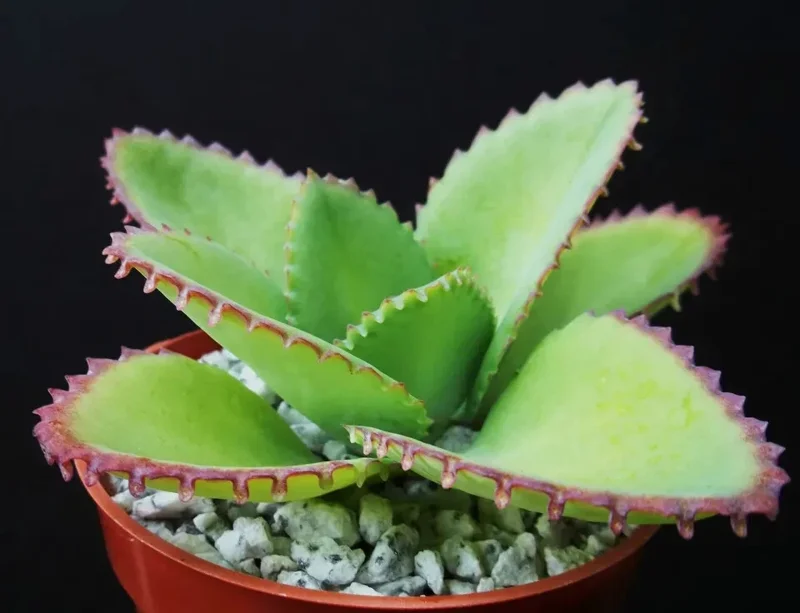 Mother of Thousands Kalanchoe daigremontiana Mexican Hat Succulent Seeds - 25 Seeds - Image 1
