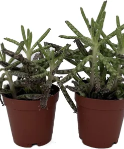 Mother of Thousands Succulent Live Plant – Kalanchoe delagoensis – 2 Plants in 2" Pots - Image 2
