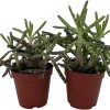 Mother of Thousands Succulent Live Plant – Kalanchoe delagoensis – 2 Plants in 2" Pots - Image 1