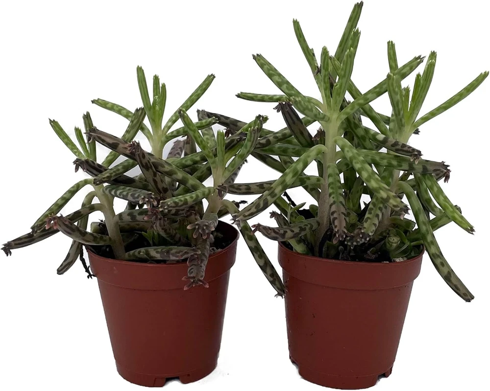 Mother of Thousands Succulent Live Plant – Kalanchoe delagoensis – 2 Plants in 2" Pots - Image 1
