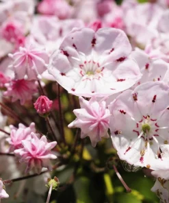 Mountain Laurel Seeds - 50 Count Kalmia Latifolia - White, Pink, Red - Outdoor Shrub - Image 10