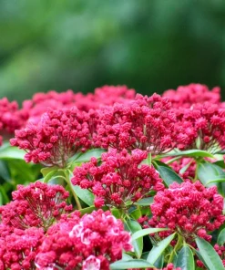 Mountain Laurel Seeds - 50 Count Kalmia Latifolia - White, Pink, Red - Outdoor Shrub - Image 11