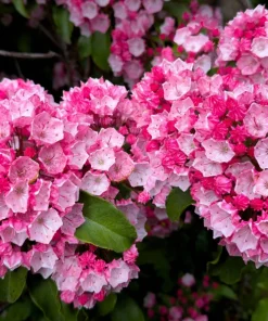 Mountain Laurel Seeds - 50 Count Kalmia Latifolia - White, Pink, Red - Outdoor Shrub - Image 12