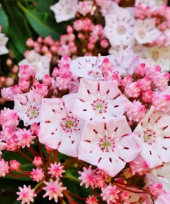 Mountain Laurel Seeds - 50 Count Kalmia Latifolia - White, Pink, Red - Outdoor Shrub - Image 2