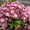 Mountain Laurel Seeds - 50 Count Kalmia Latifolia - White, Pink, Red - Outdoor Shrub - Image 1