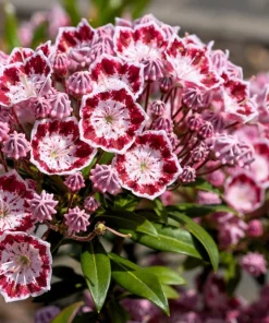 Mountain Laurel Seeds - 50 Count Kalmia Latifolia - White, Pink, Red - Outdoor Shrub - Image 1