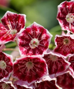 Mountain Laurel Seeds - 50 Count Kalmia Latifolia - White, Pink, Red - Outdoor Shrub - Image 3