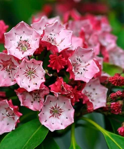 Mountain Laurel Seeds - 50 Count Kalmia Latifolia - White, Pink, Red - Outdoor Shrub - Image 4