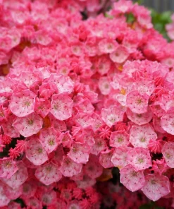 Mountain Laurel Seeds - 50 Count Kalmia Latifolia - White, Pink, Red - Outdoor Shrub - Image 5