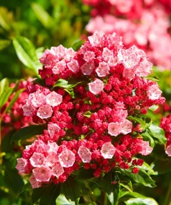 Mountain Laurel Seeds - 50 Count Kalmia Latifolia - White, Pink, Red - Outdoor Shrub - Image 6