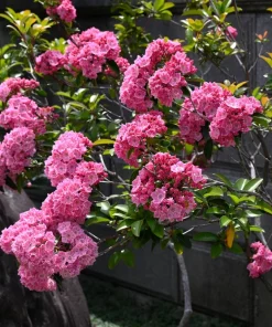 Mountain Laurel Seeds - 50 Count Kalmia Latifolia - White, Pink, Red - Outdoor Shrub - Image 7