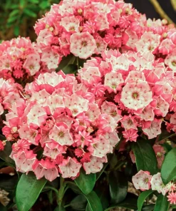 Mountain Laurel Seeds - 50 Count Kalmia Latifolia - White, Pink, Red - Outdoor Shrub - Image 8