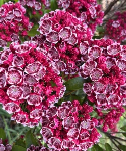 Mountain Laurel Seeds - 50 Count Kalmia Latifolia - White, Pink, Red - Outdoor Shrub - Image 9