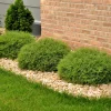 Mr Bowling Ball Arborvitae Live Plant – Dwarf Globe Shrub 4-6" in Quart Pot – Outdoor - Image 1