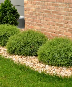 Mr Bowling Ball Arborvitae Live Plant – Dwarf Globe Shrub 4-6