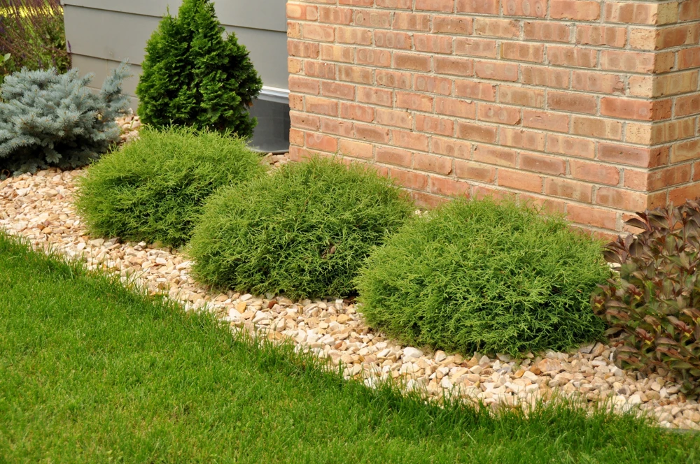 Mr Bowling Ball Arborvitae Live Plant – Dwarf Globe Shrub 4-6" in Quart Pot – Outdoor - Image 1