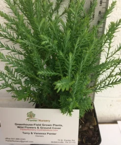 Mr Bowling Ball Arborvitae Live Plant – Dwarf Globe Shrub 4-6