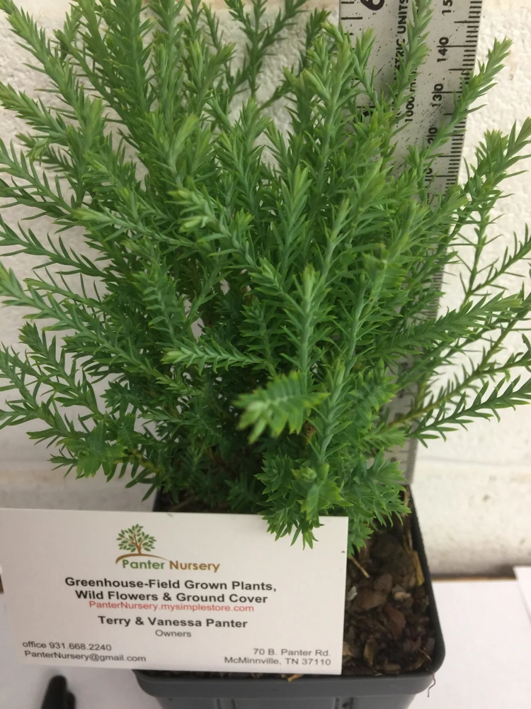 Mr Bowling Ball Arborvitae Live Plant – Dwarf Globe Shrub 4-6" in Quart Pot – Outdoor - Image 2