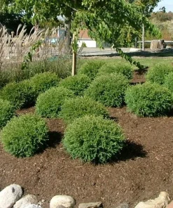 Mr Bowling Ball Arborvitae Live Plant – Dwarf Globe Shrub – 1 Gallon Pot – Outdoor - Image 2
