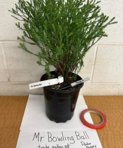 Mr Bowling Ball Arborvitae Live Plant – Dwarf Globe Shrub – 1 Gallon Pot – Outdoor - Image 3