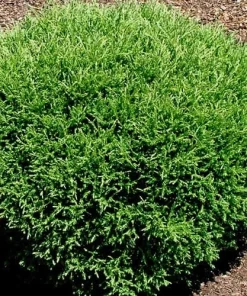Mr Bowling Ball Arborvitae Live Plant – Dwarf Globe Shrub 4-6